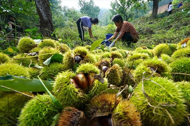 青岛小伙种植板栗很厉害一斤能卖36元一年赚了4000万(图8)