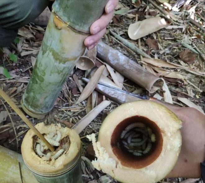 农村竹子里有种寄生的虫子长大成竹蜂虫卵时油炸吃很脆也美味(图2)