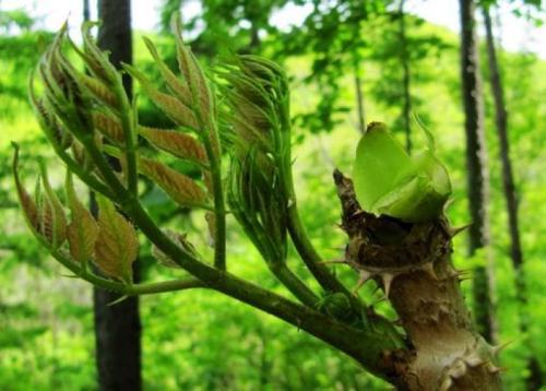 刺嫩芽又称刺老芽“山野菜之王”当之无愧市场价格昂贵(图1)