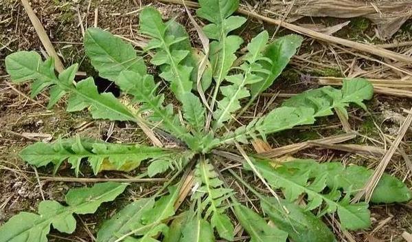 农村地里很常见的4种野菜营养价值极高再不挖就没了(图1)