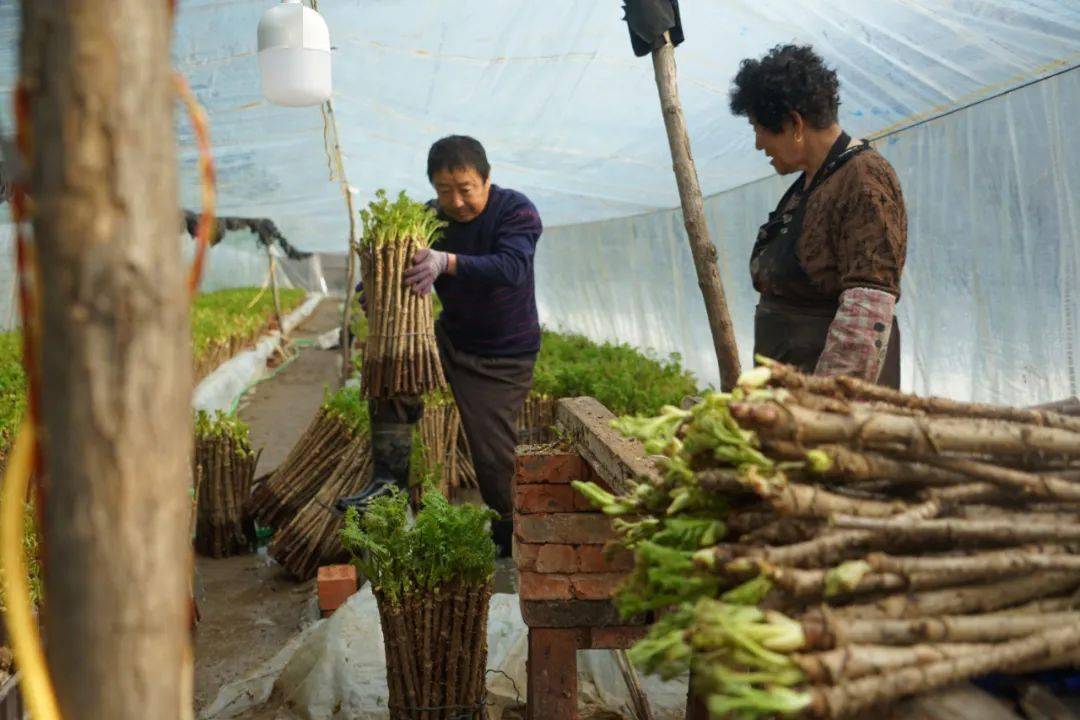 水生种植刺嫩芽 高家村大棚生金流银(图1)