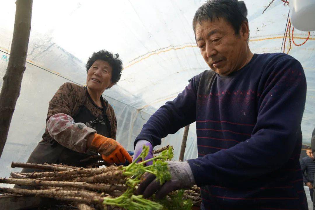 水生种植刺嫩芽 高家村大棚生金流银(图2)